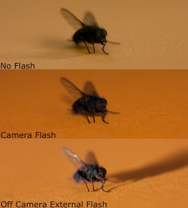 Lighting Comparison flies